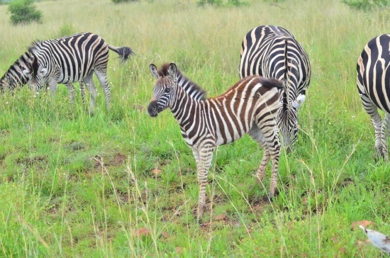 Manyane: 6HGame Drive with Lunch - An In-Depth Look at the Manyane 6H Game Drive Experience