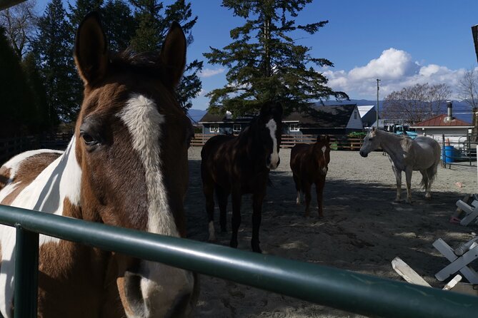 Maple Ridge Explorer Private Tour - Transportation and Pickup/Drop-off
