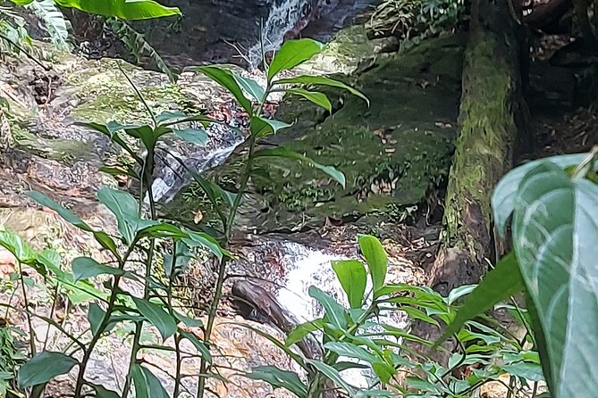 Maracas Waterfall Hike - Refreshing Swim and Relaxation