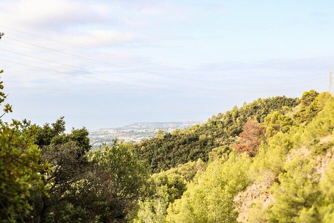 Marbella Guided Hiking and Foraging Adventure - Key Points