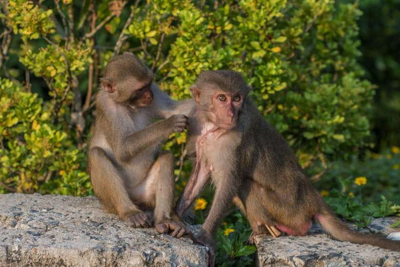 Marble Mountains - Monkey Mountain - Am Phu Cave Sunset Tour - Frequently Asked Questions