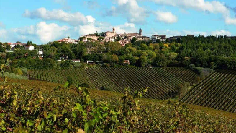 Marche Wines: Explore the Richness of Local Flavors - The Sum Up: A Genuine Taste of Marche