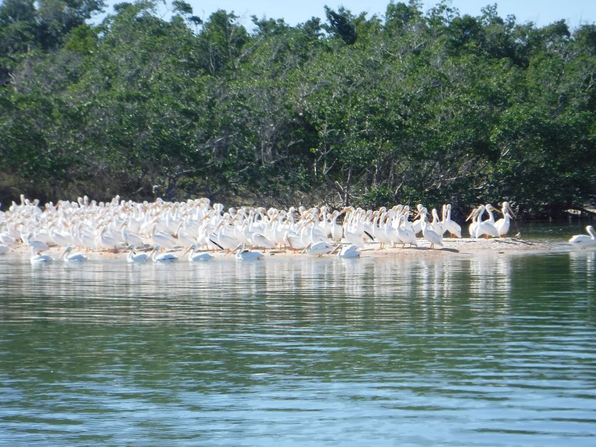 Marco Island: 1Ten Thousand Islands Dolphin & Shelling Tour - Departure and Return