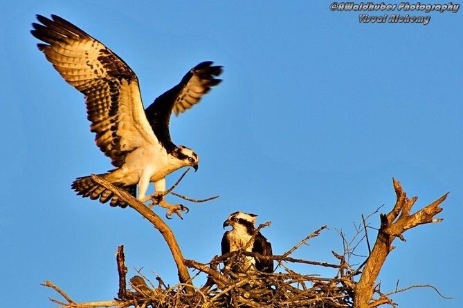 Marco Island: 2-Hour Dolphin, Birding, and Shelling Tour - Who Will Love This Tour?