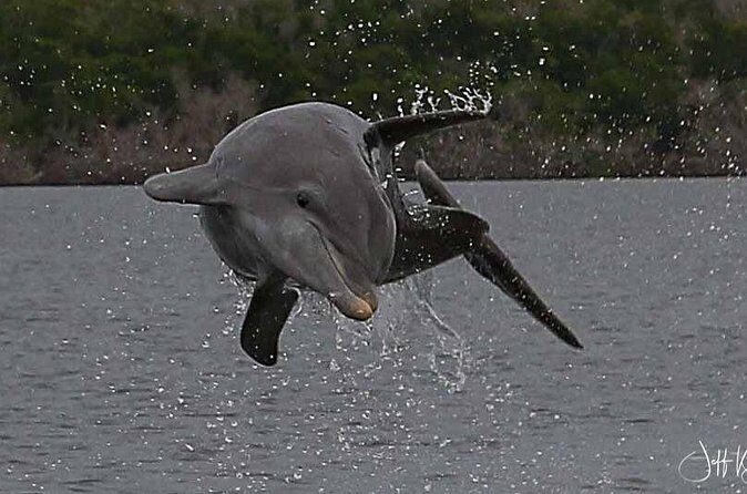Marco Island: 2-Hour Dolphin, Birding, and Shelling Tour - FAQ