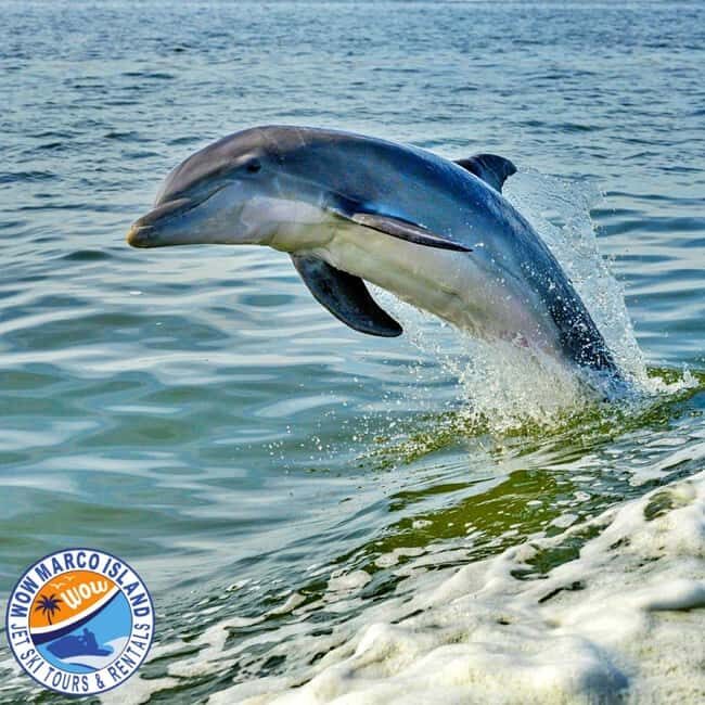 Marco Island: Dolphin Jet Ski Tour - Is It Worth the Price?