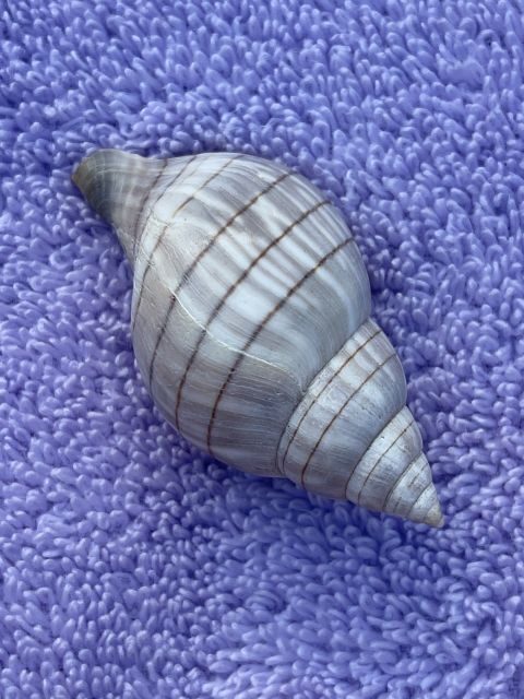 Marco Island: Dolphin, Shelling, Beach & Ten Thousand Island - The Experience From Different Angles