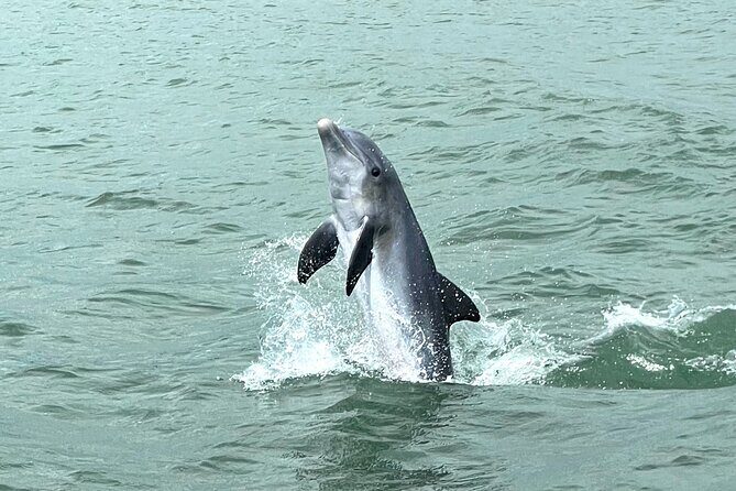 Marco Island Dolphin Watching & Tubing Adventure - Analyzing the Value