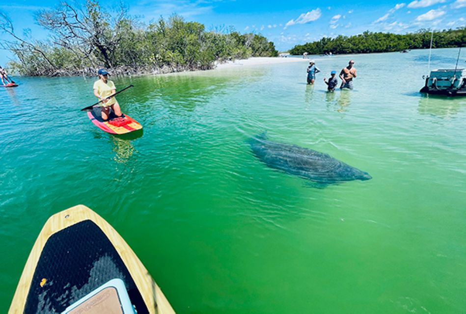 Marco Island: Guided Manatee-Watching Kayaking or SUP Tour - Key Points