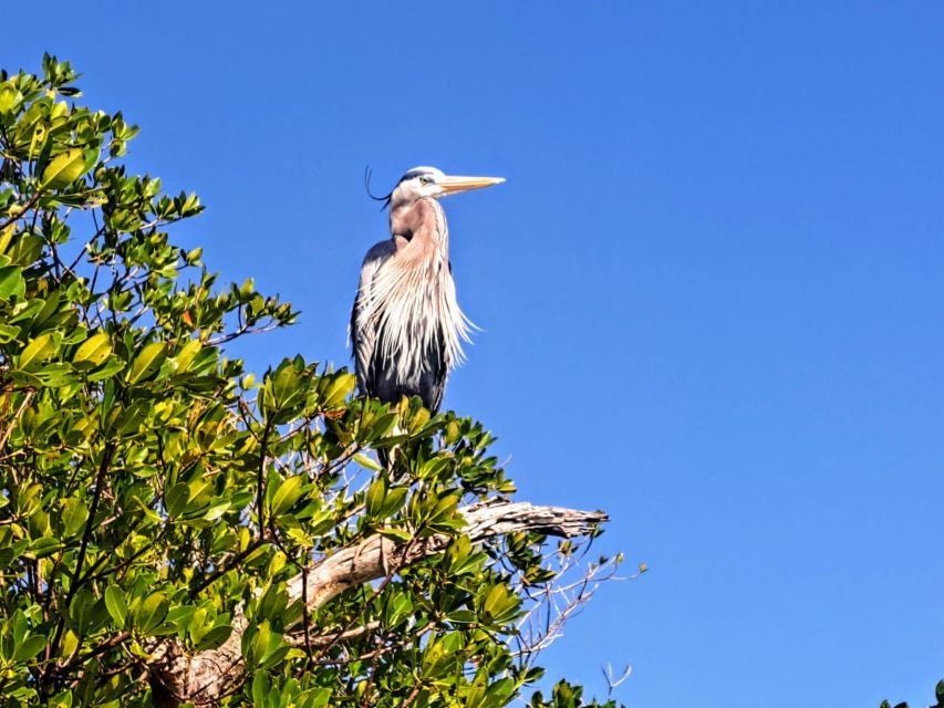 Marco Island: Kayak Mangrove Ecotour in Rookery Bay Reserve - Spotting Small Creatures in Mangroves