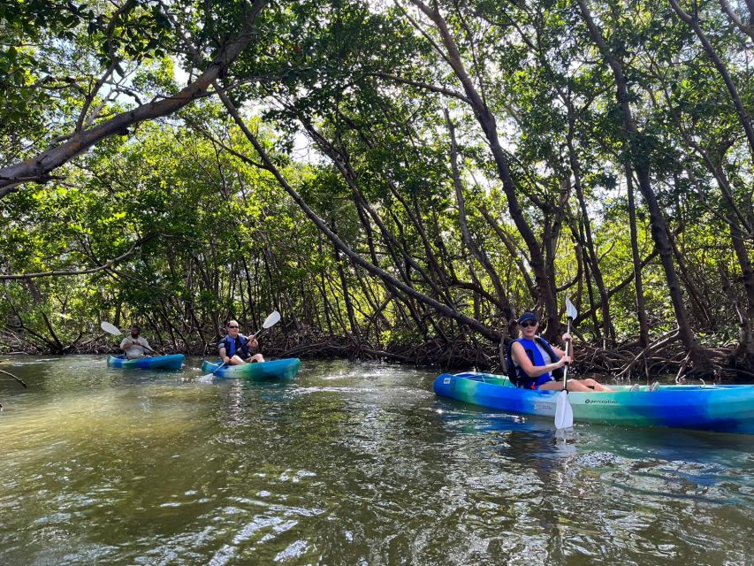 Marco Island: Kayak Mangrove Ecotour in Rookery Bay Reserve - Potential to See Shells and Sea Life