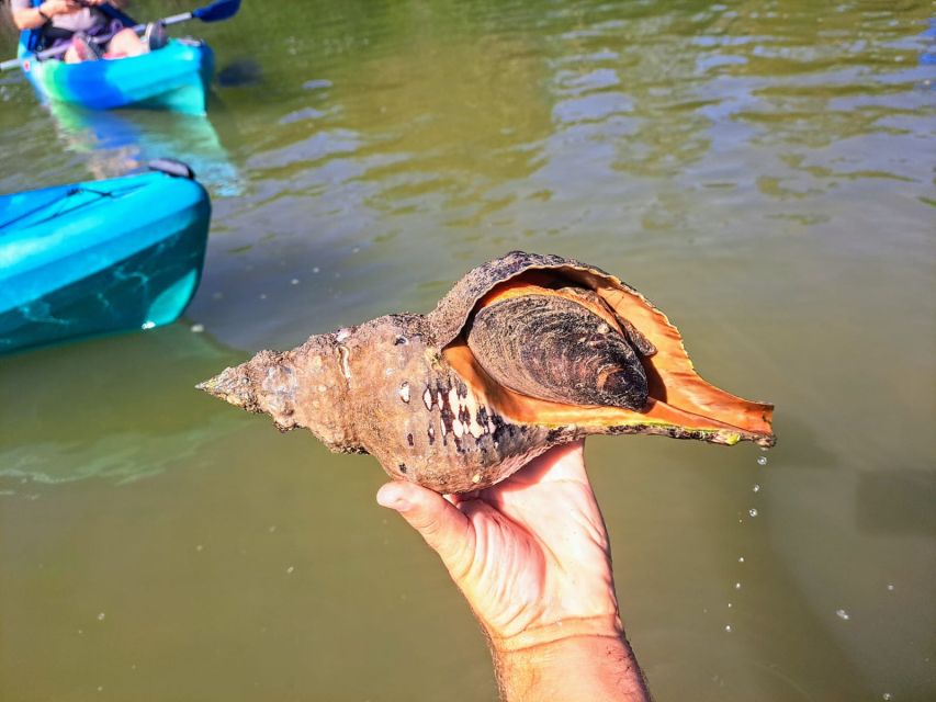 Marco Island: Kayak Mangrove Ecotour in Rookery Bay Reserve - Guided by Biologist and Naturalist Experts