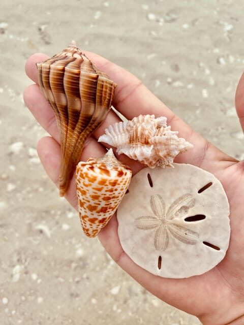 Marco Island: Private Shelling & Dolphin Excursion - Final Verdict