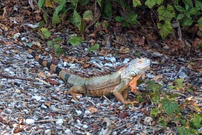 Marco Island Safari Truck Tour - What You’ll Experience on the Tour