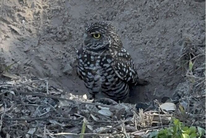 Marco Island Safari Truck Tour - Authentic Reviews: Voices from Travelers