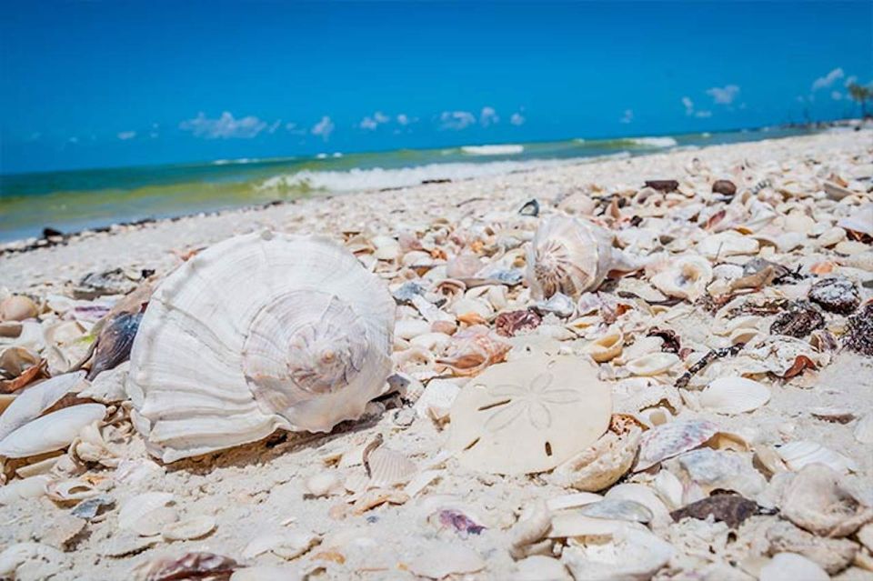 Marco Island: Shelling and Sightseeing Boat Cruise - Included in the Tour
