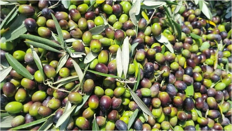 Maremma: Oil tasting with picnic among the olive trees - Introduction