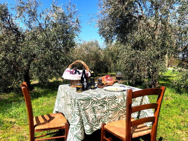 Maremma: Oil tasting with picnic among the olive trees - Key Points  