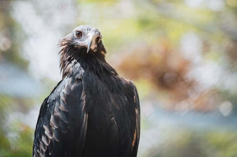 Margaret River: Birds of Prey Encounter and Forest Walk - Introduction: An Engaging Look at the Birds of Prey Experience in Margaret River
