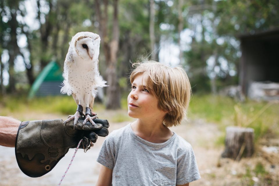 Margaret River: Birds of Prey Encounter and Forest Walk - Tranquil Forest Walk Experience