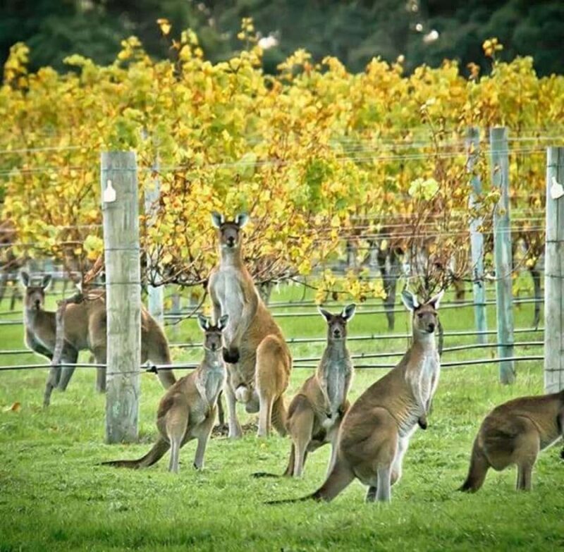 Margaret River: Full-Day Wine Tour - Final Thoughts