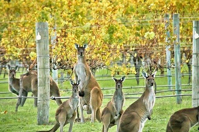 Margaret River Indulge and Discover Day Tour - What to Expect from the Margaret River Indulge and Discover Tour