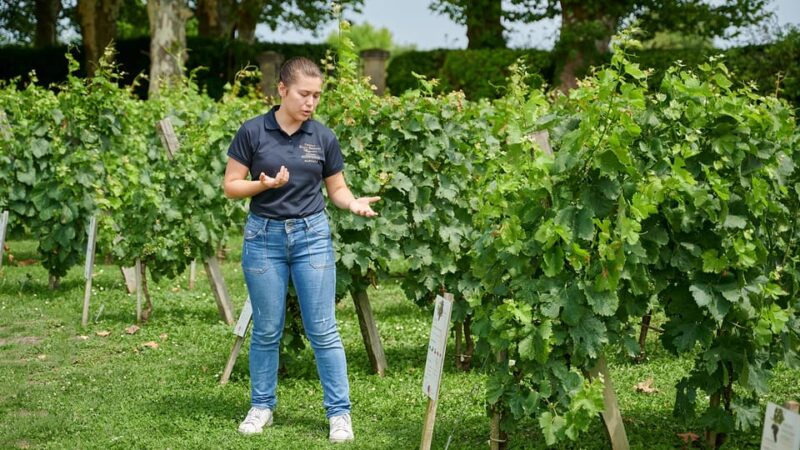 Margaux - Guided Tour of the Château and Tasting of 4 Wines - Key Points