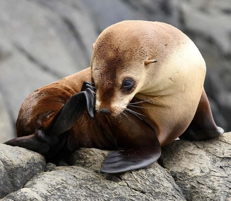 Maria Island 3 hours and 30 mins Scenic Cruise - The Cruise: What to Expect and Why It Matters