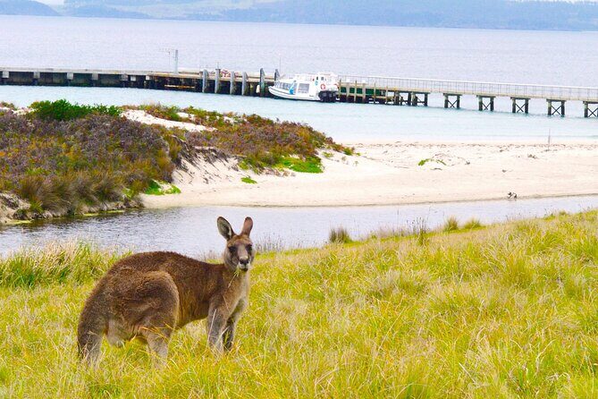 Maria Island Ferry - Hobart Bus Connection (Return Service) - What Travelers Say: Authentic Perspectives