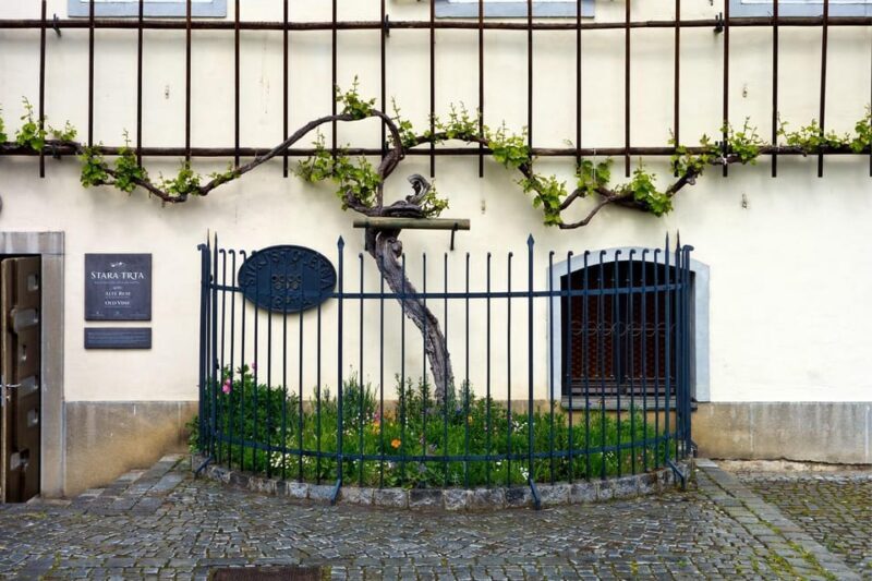 Maribor & Styria Tour with Wine Tasting - FAQ