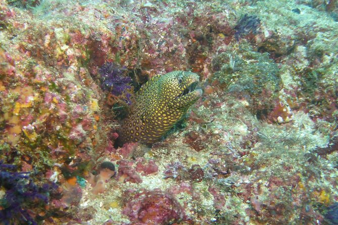 Marietas Islands National Park Excursion for Certified Divers - Dive Site Overview