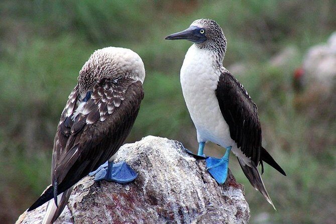 Marietas Islands with Guaranteed Entry to Playa Escondida - The Sum Up: Is It Worth It?