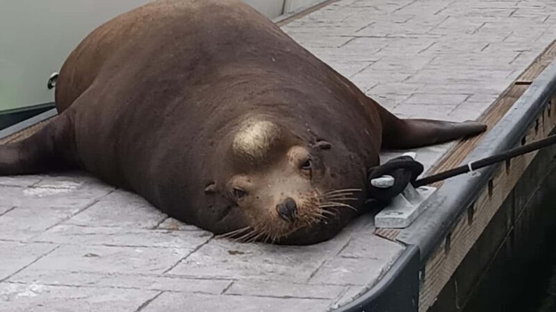 Marina del Rey: Boat Cruise with Wine, Charcuterie and Music - The Captain and Crew: Making the Experience Special