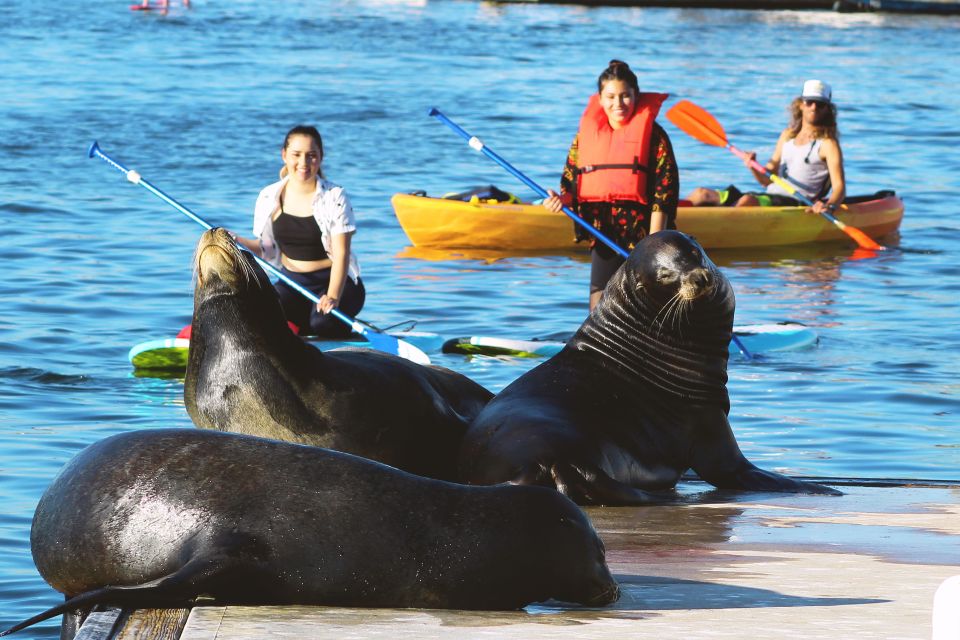 Marina Del Rey: Kayak and Paddleboard Tour With Sea Lions - Exploring the Marina and Wildlife