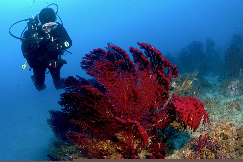 MARINA DI CAMPO: DIVING ON THE ISLAND OF ELBA AND PIANOSA - Underwater Scenery and Marine Life