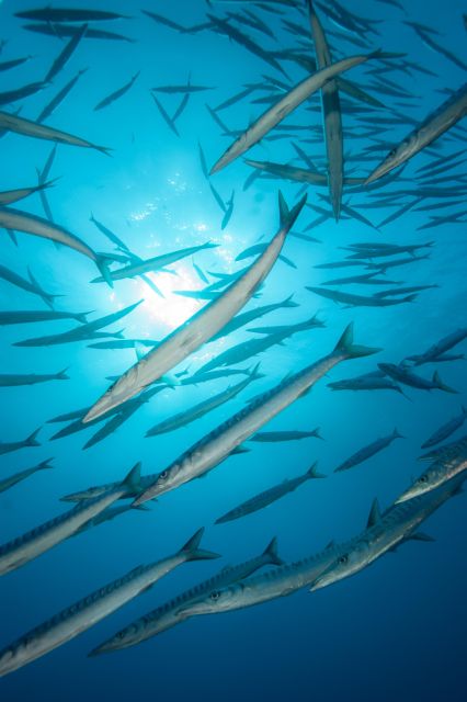 MARINA DI CAMPO: DIVING ON THE ISLAND OF ELBA AND PIANOSA - About Spiro Sub Diving - Elba