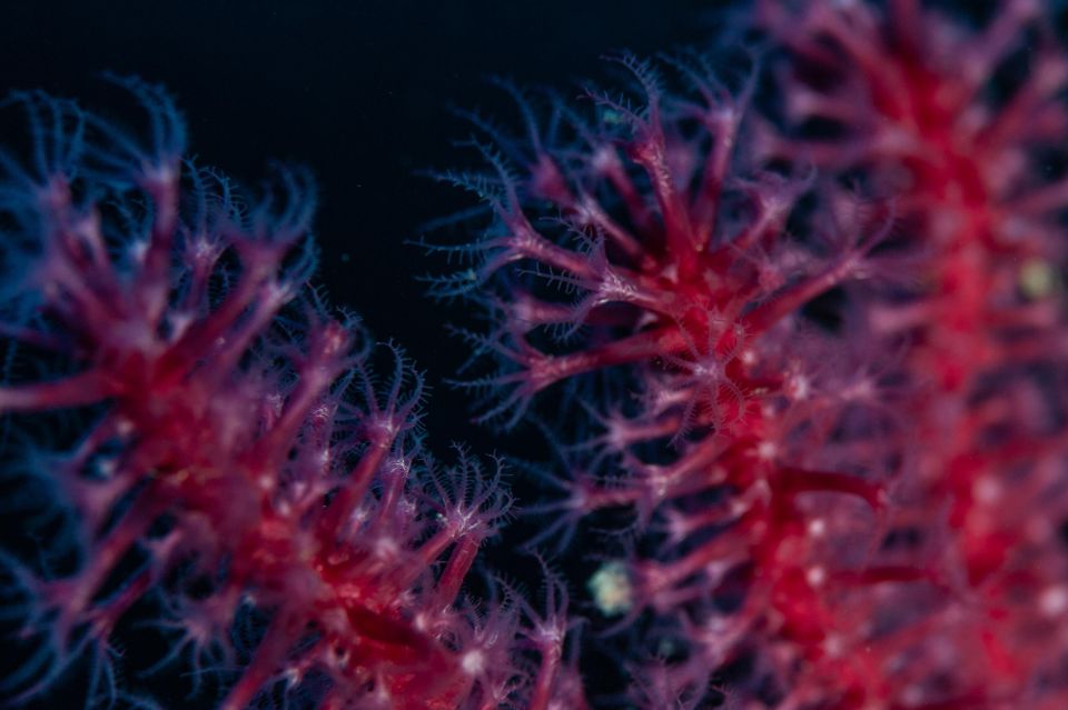 MARINA DI CAMPO: DIVING ON THE ISLAND OF ELBA AND PIANOSA - Frequently Asked Questions