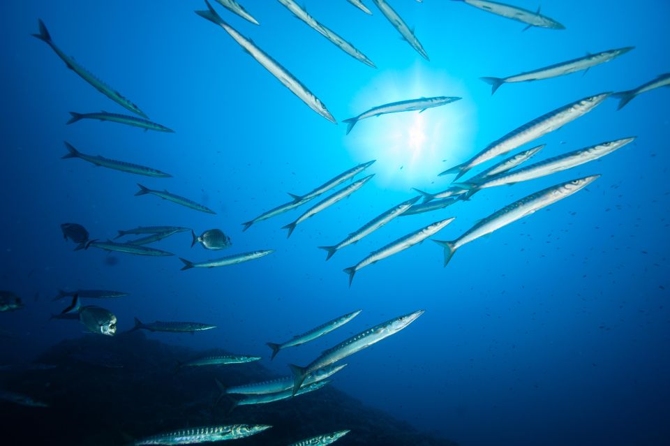 MARINA DI CAMPO: DIVING ON THE ISLAND OF ELBA AND PIANOSA - Highlights of the Diving Tour