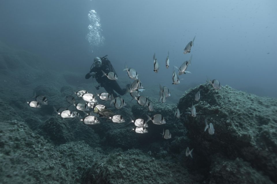 MARINA DI CAMPO: DIVING ON THE ISLAND OF ELBA AND PIANOSA - Inclusions in the Diving Package