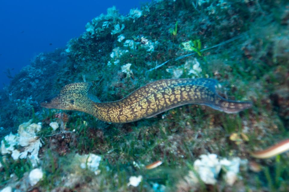 MARINA DI CAMPO: DIVING ON THE ISLAND OF ELBA AND PIANOSA - Additional Dive Opportunities
