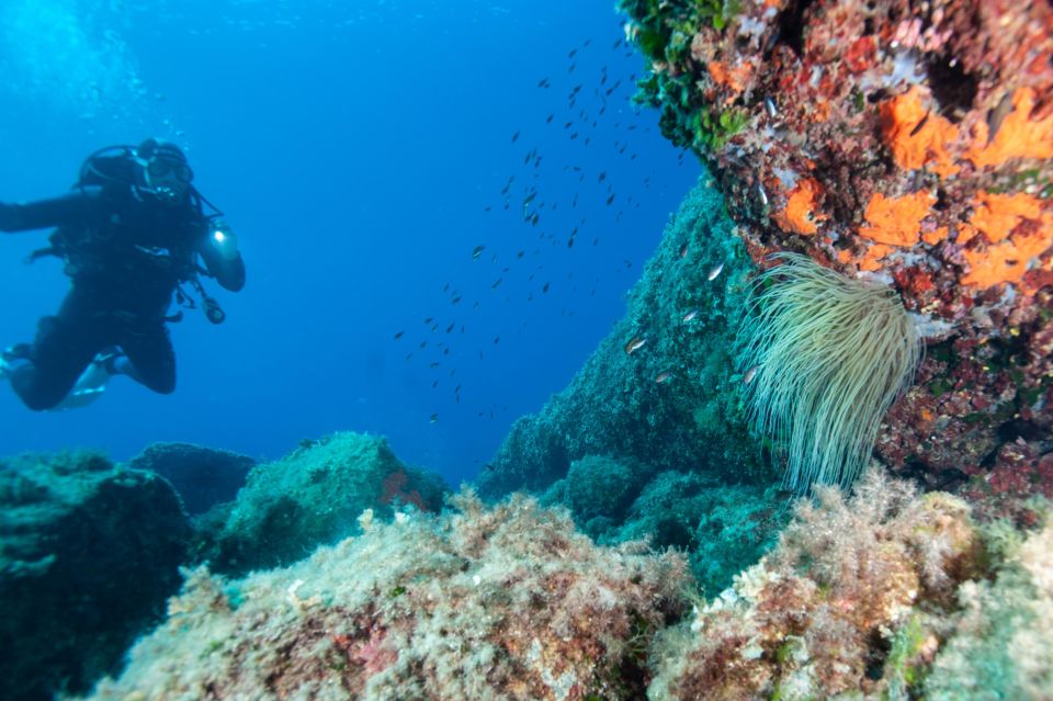 MARINA DI CAMPO: DIVING ON THE ISLAND OF ELBA AND PIANOSA - Important Considerations