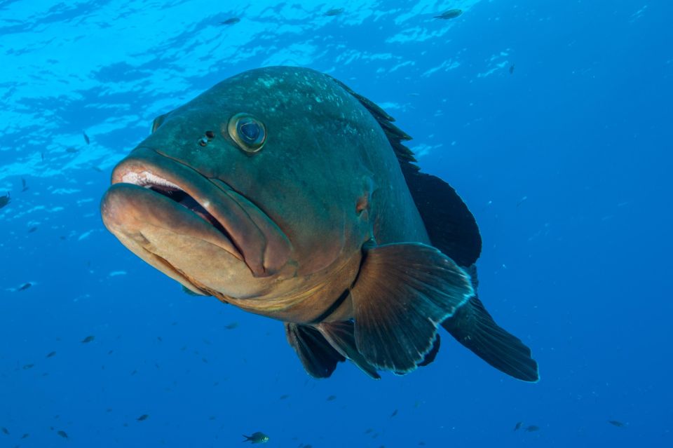 MARINA DI CAMPO: DIVING ON THE ISLAND OF ELBA AND PIANOSA - Frequently Asked Questions