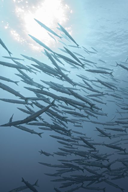 MARINA DI CAMPO: DIVING ON THE ISLAND OF ELBA AND PIANOSA - Age and Certification Requirements