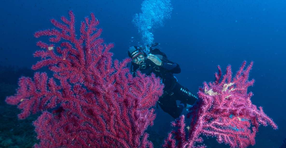 MARINA DI CAMPO: DIVING ON THE ISLAND OF ELBA AND PIANOSA - Arrival and Scheduling Options