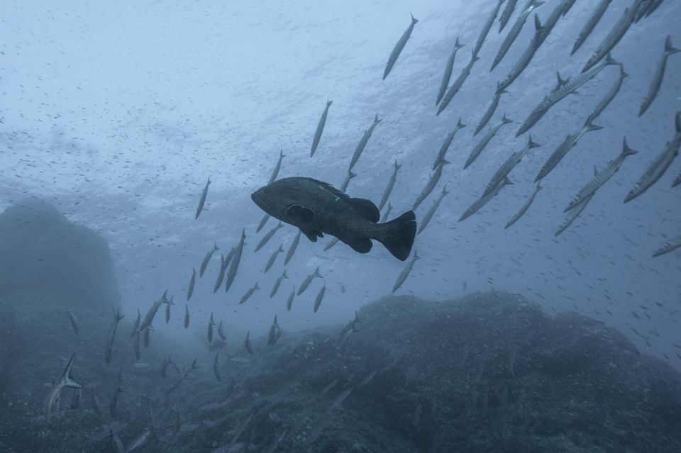 MARINA DI CAMPO: DIVING ON THE ISLAND OF ELBA AND PIANOSA - Frequently Asked Questions