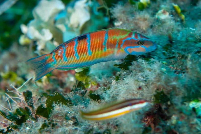 Marina di Campo: diving on the island of Elba - Key Points