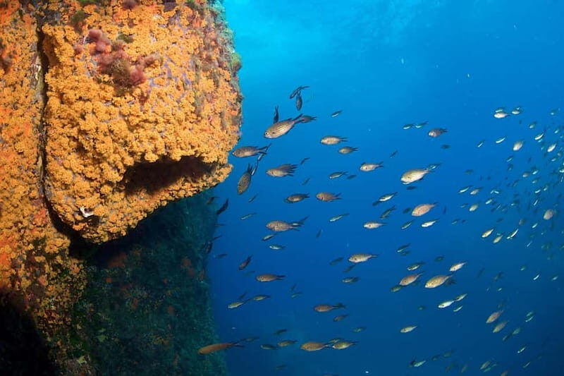 Marina di Campo: diving on the island of Elba - An In-depth Look at the Experience