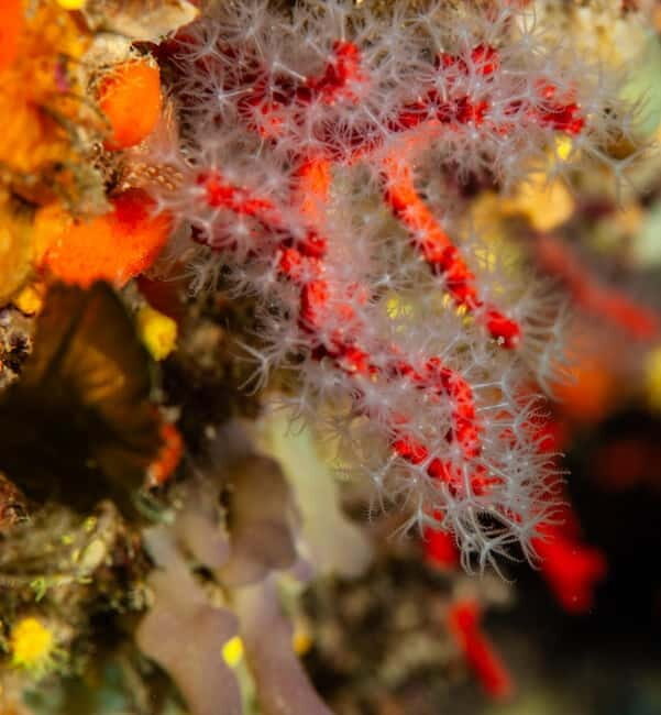 Marina di Campo: diving on the island of Elba - FAQ