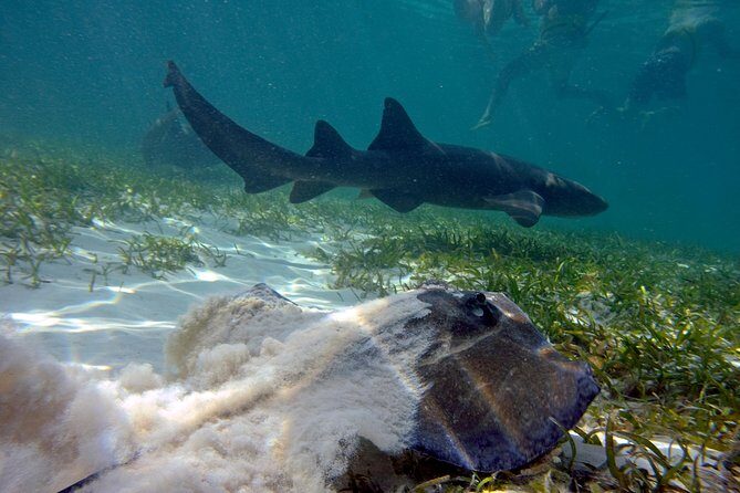 Marinarium Snorkeling Cruise from Bayahibe - Key Points