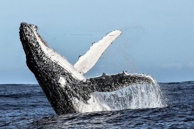 Marine Big 5 Full Day Guided Return Transfer Cape Town - Gansbaai - Customer Feedback and Experiences